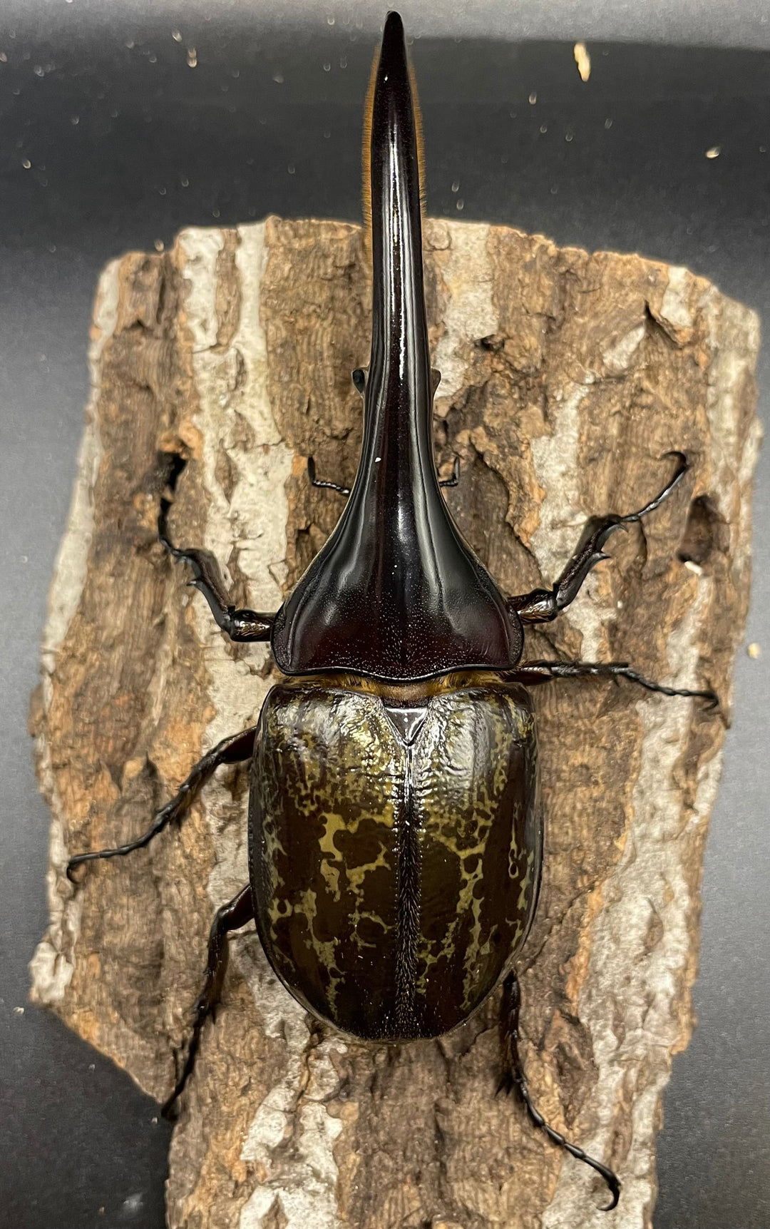 《ヘラクレス・ヘラクレス 126mm ペア》