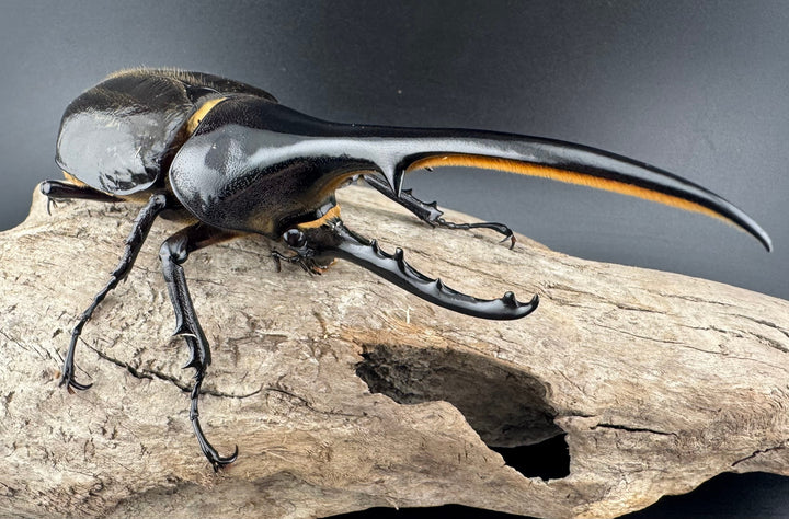 《ヘラクレス・ヘラクレス 131mm ペア》