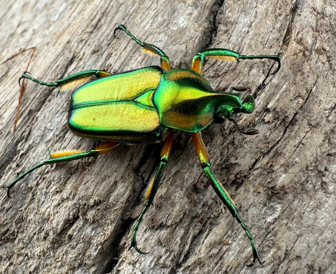 【WD】《ホウデンヒメカブトハナムグリ Free ペア》