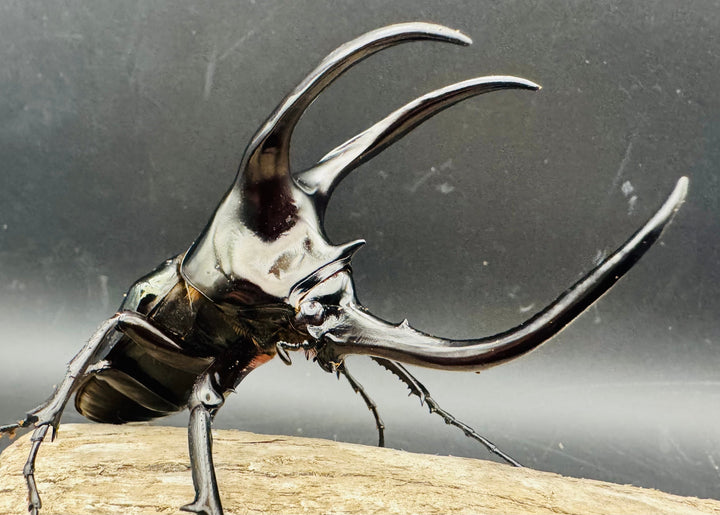 【WD】《モーレンカンプオオカブト 102mm ペア》