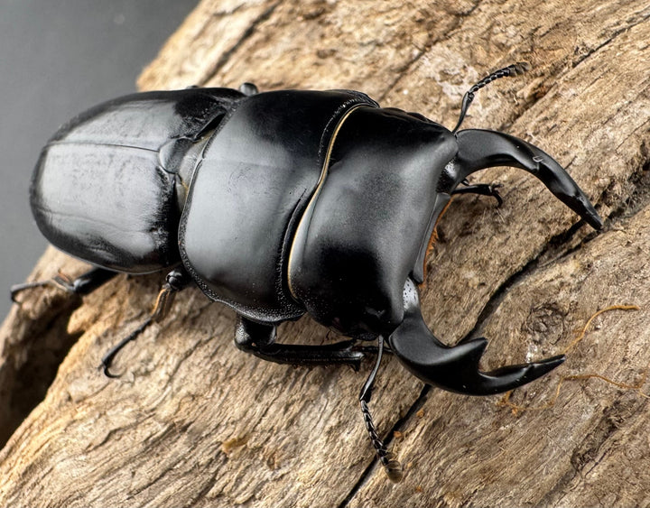 【WD】《ドルクスヤクシャ原名亜種 43mm ペア》