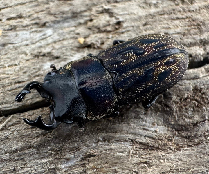 《ペルークワガタ Free ペア》②