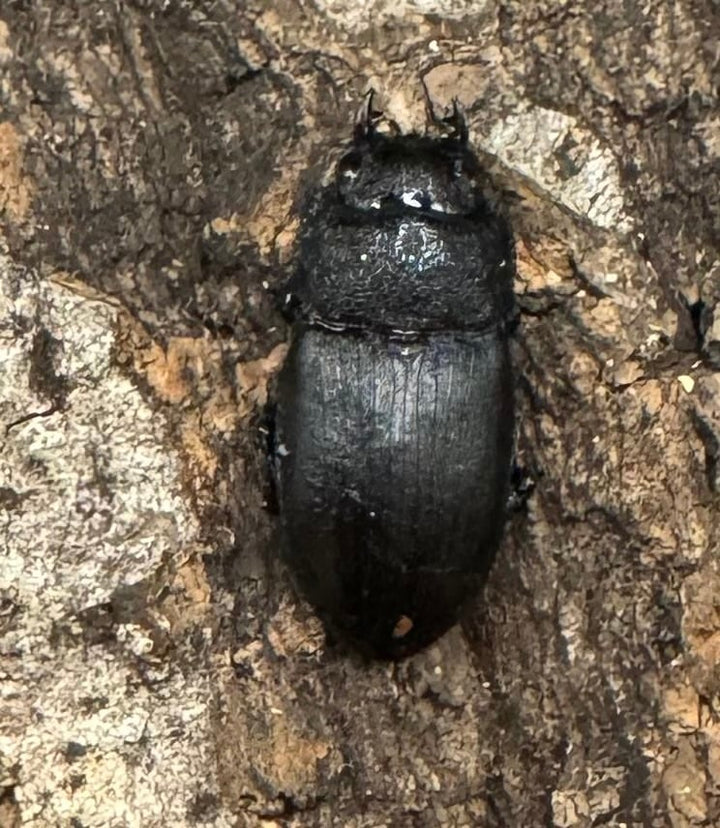 【WD】《アクミナートゥスネブト 31mm ペア》