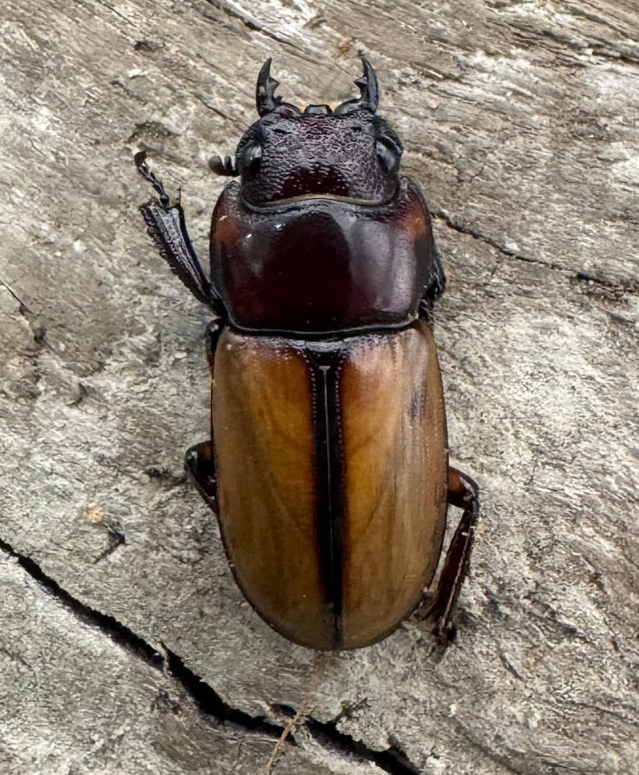 【WD】《ブルイジンノコギリ ペレン島産 35.5mm ペア》