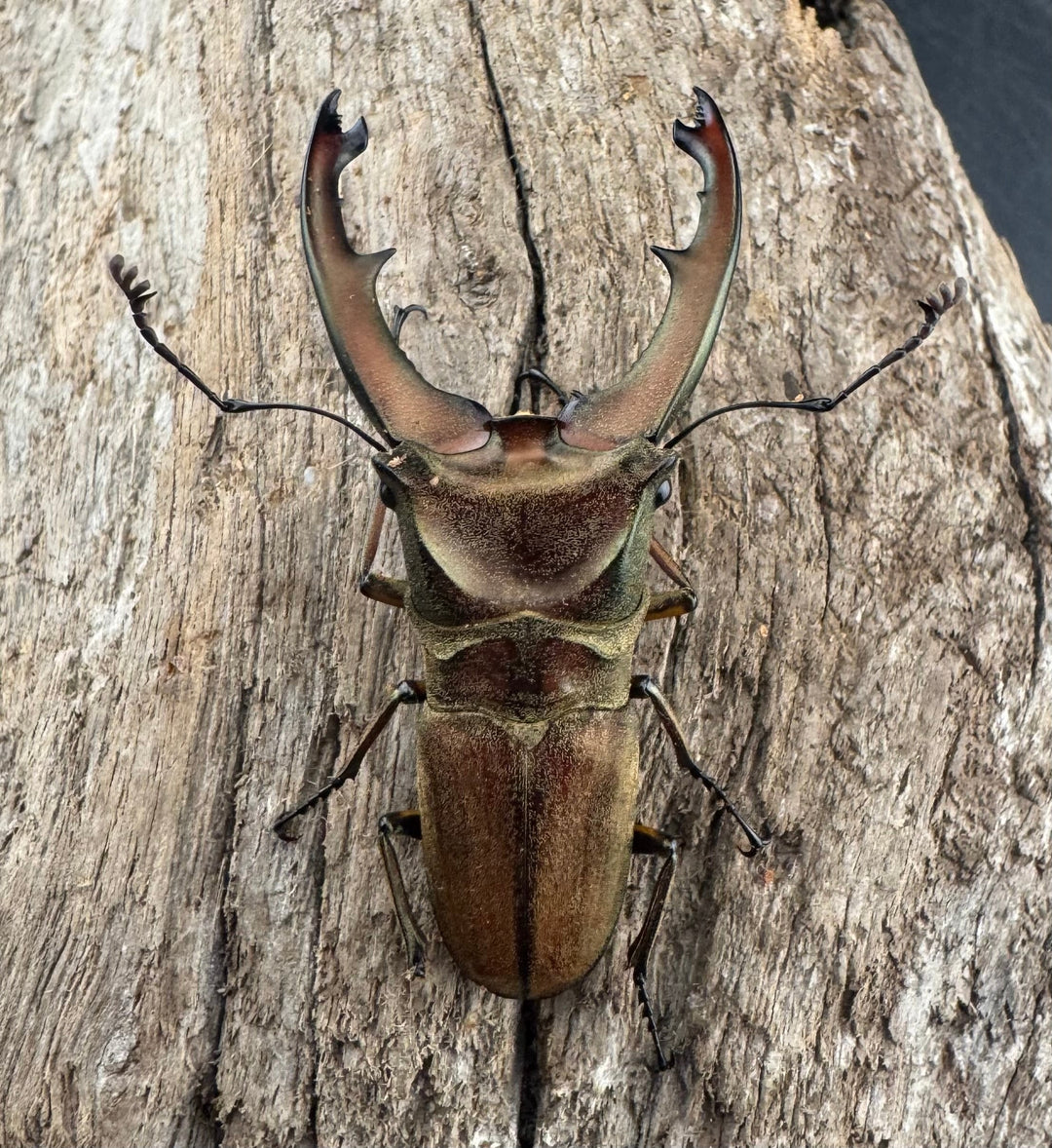 【WD】大型《ズベールホソアカ マラグサン産 50mm ペア》