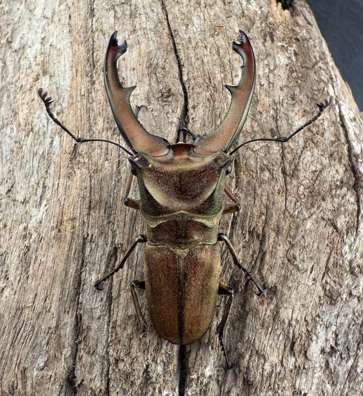 【WD】大型《ズベールホソアカ マラグサン産 50mm ペア》