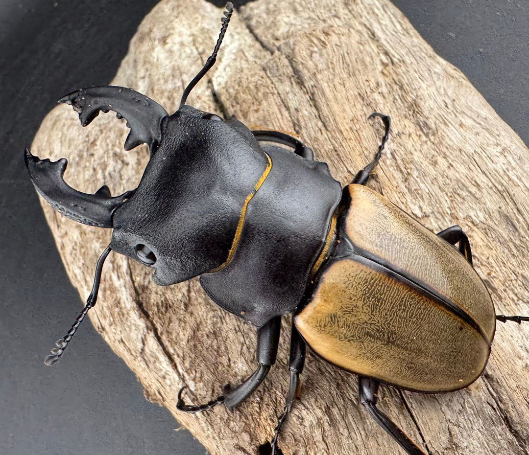 【WD】大型《カステルナウディツヤ 80mm A’品ペア》