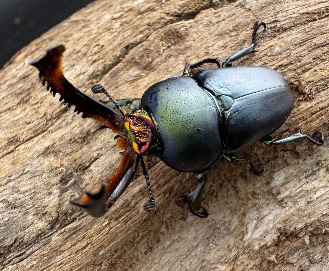 《パプアキンイロクワガタ 33mm ペア》