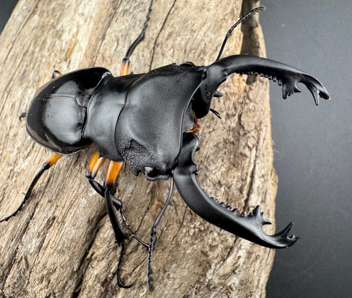 【WD】《インペリアリスツヤ亜種komorii リサル産 67mm ペア》