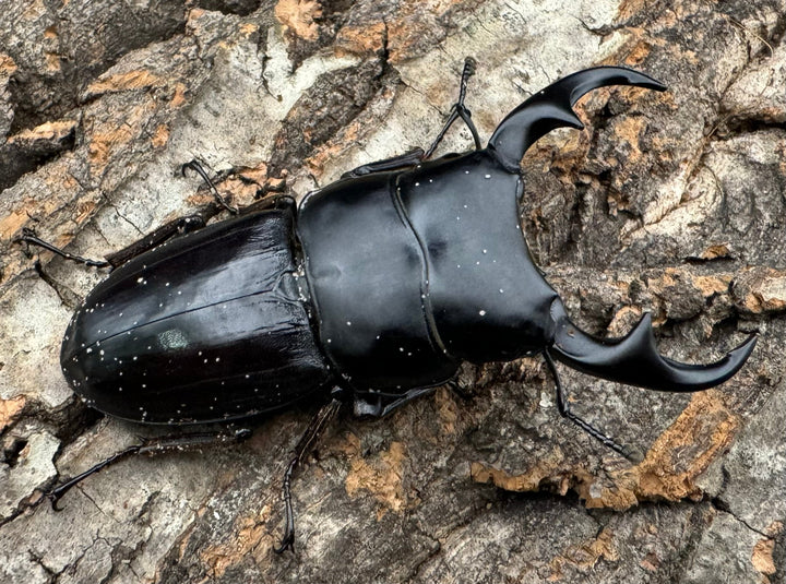 【WD】《ジャワパリーオオクワ ベンクール産 64mm ペア》