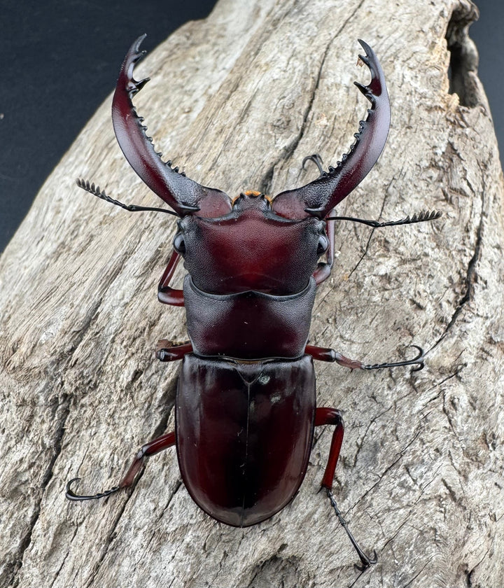 《フォルスターフタマタ亜種ニシ 65.5mm ♂単》