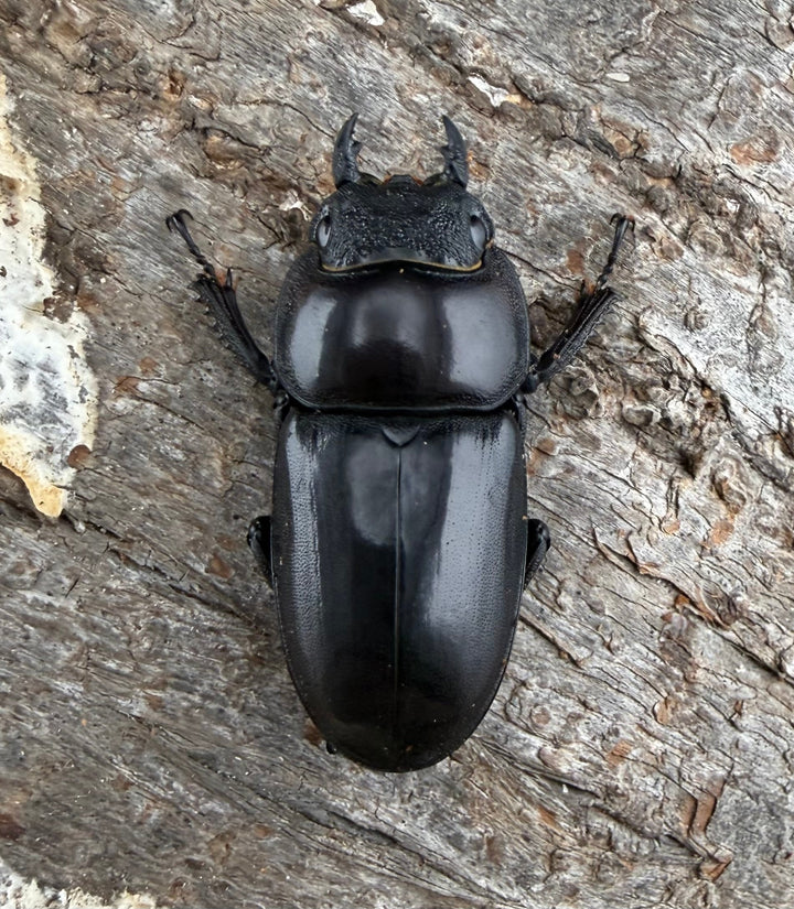 《ウンナンヒラタ 貴州省産 63mm ペア》わたくわ氏ブリード個体