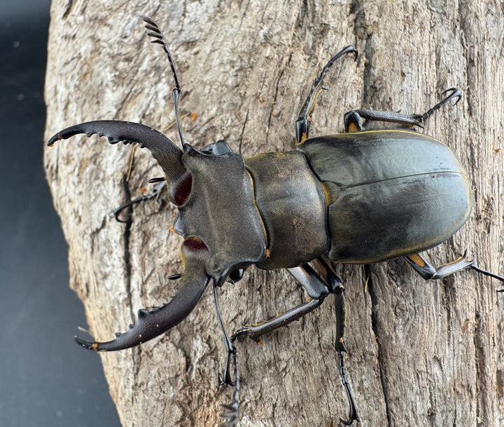 【WD】《カンターミヤマ亜種colasi 雲南省産 51mm ペア》