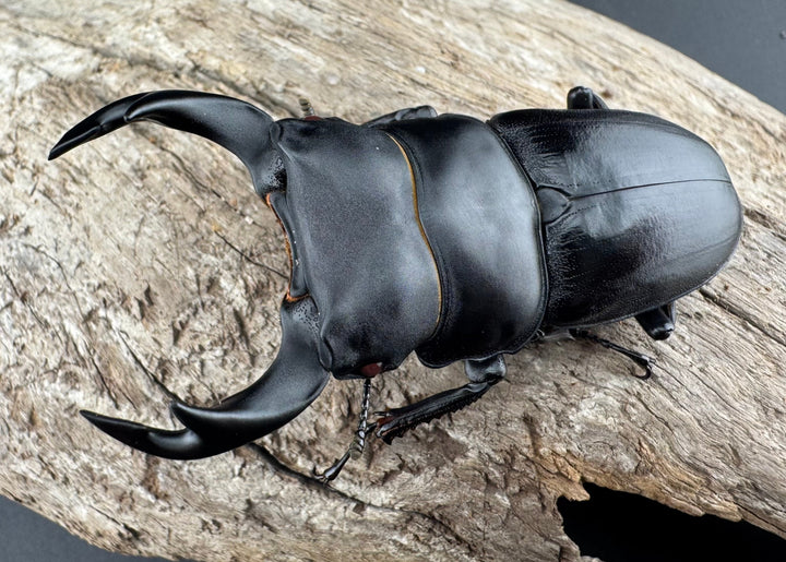 【赤目】《オオクワガタ レッドアイ 能勢産 65mm ペア》