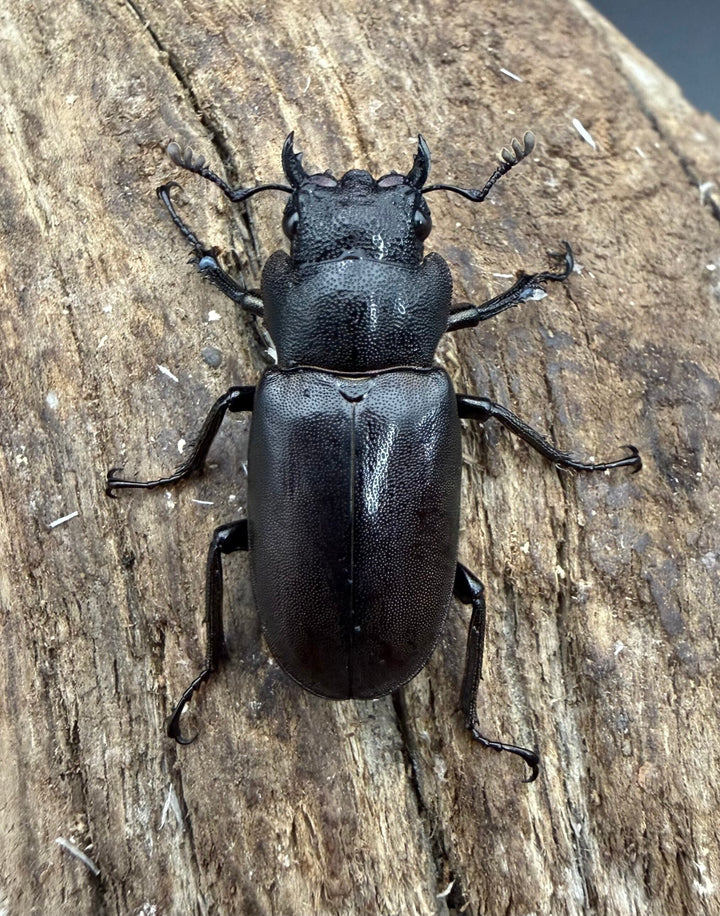 《メタリフェルホソアカ亜種フィナエ パープル系 79.5mm ペア》