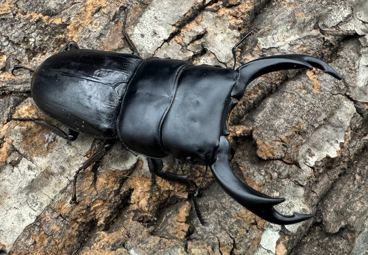 【WD】《ミンダナオパリーオオクワ 71.5mm ペア》