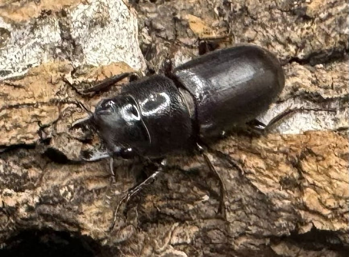 【WD】《パッサロイデスノコギリ Free ペア》