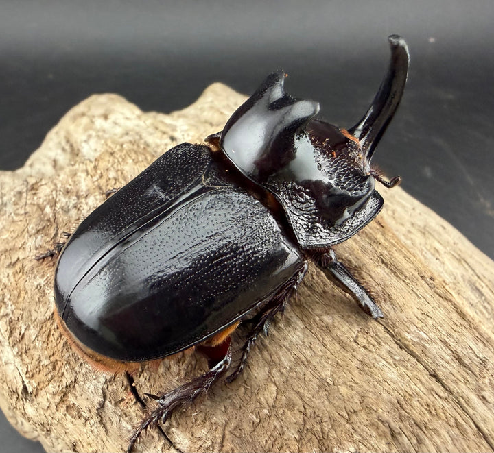 【WD】《マルタバンメンガタカブト 63mm A'品ペア》