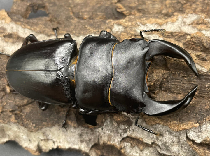 《ホペイオオクワガタ SL血統 74mm ペア》