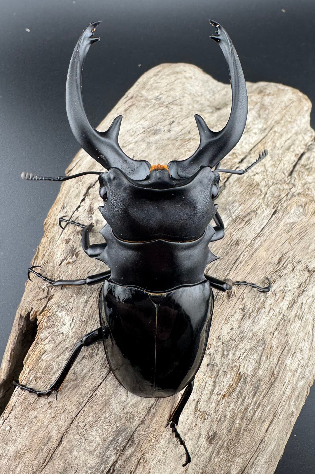 【WD】良型《インターメディアツヤクワガタ パラワン産 90mm ペア》