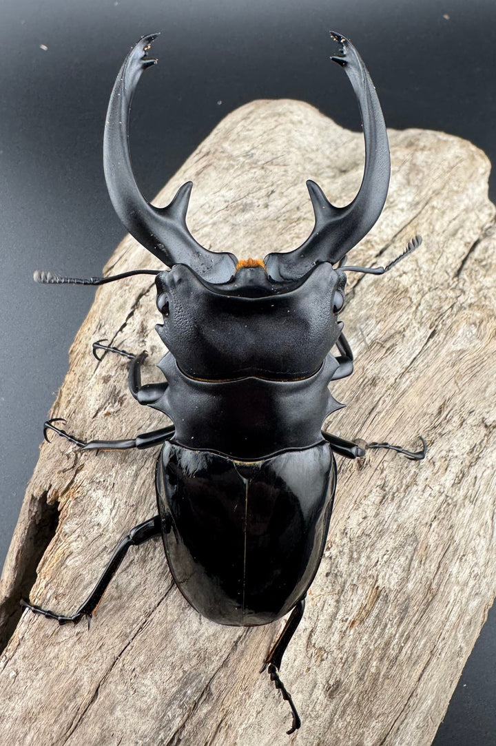 【WD】良型《インターメディアツヤクワガタ パラワン産 90mm ペア》