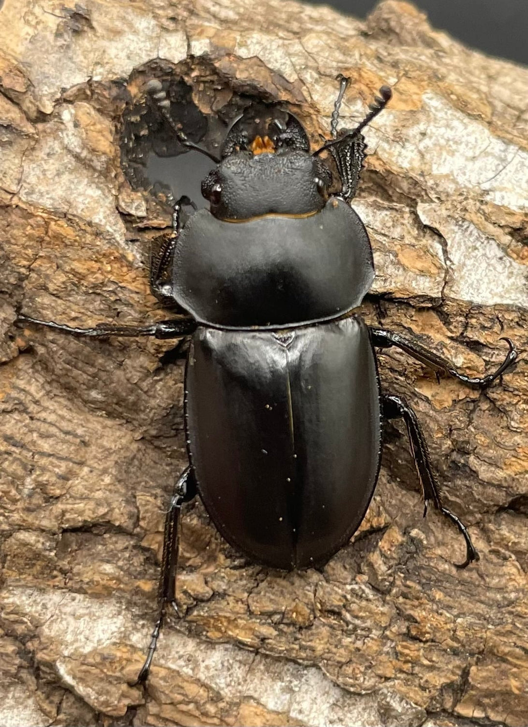 【WD】《チュウゴクマルバネクワガタ原名亜種 ♀単》