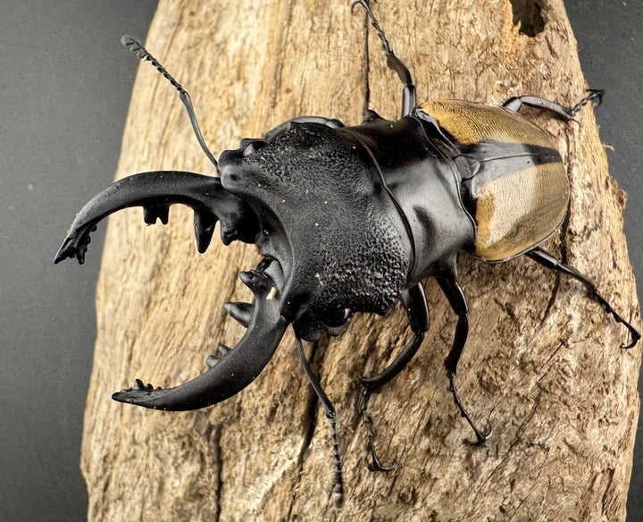 【WD】《ルデキンツヤクワガタ 73.5mm ペア》