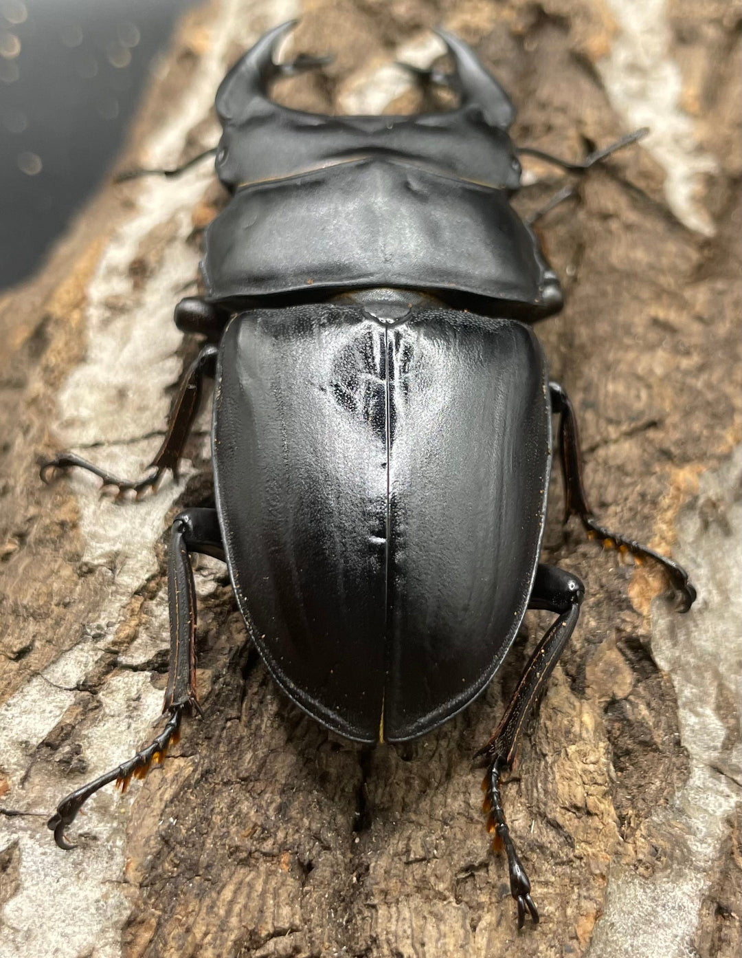 《ホペイオオクワガタ G70血統 76mm ペア》