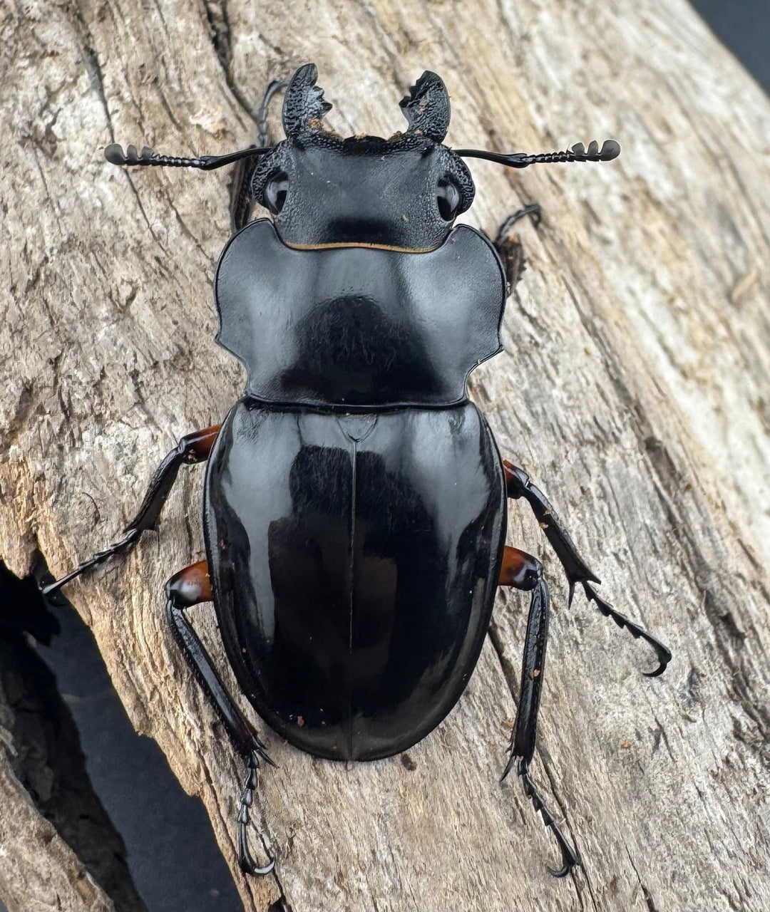 【WD】《インペリアリスツヤ亜種komorii 62mm ペア》