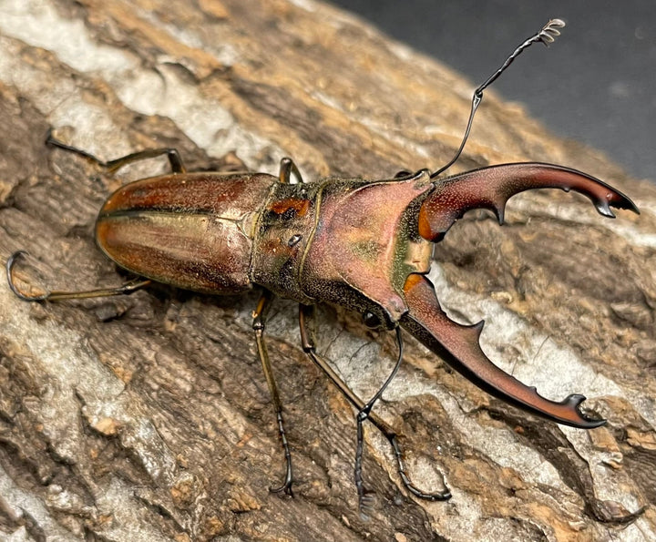 【WD】《ズベールホソアカ 51.5mm A’品ペア》