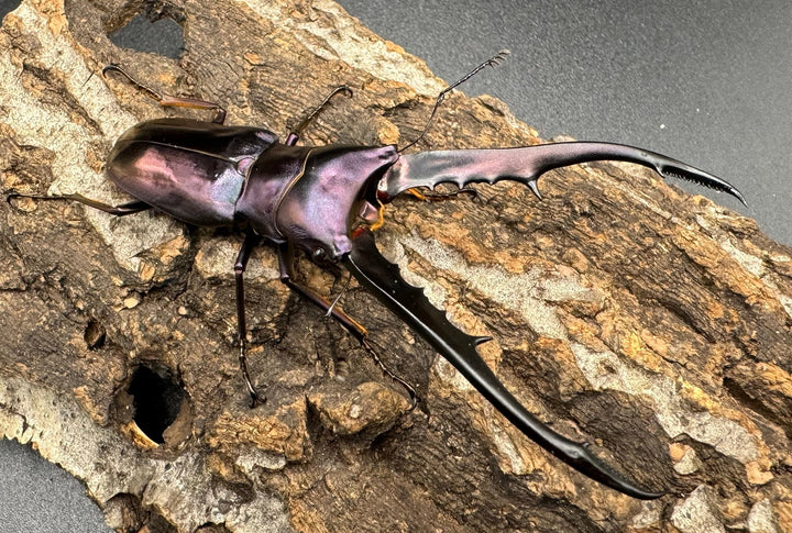 【美麗】《メタリフェルホソアカ 77mm ペア》わたくわ氏ブリード個体