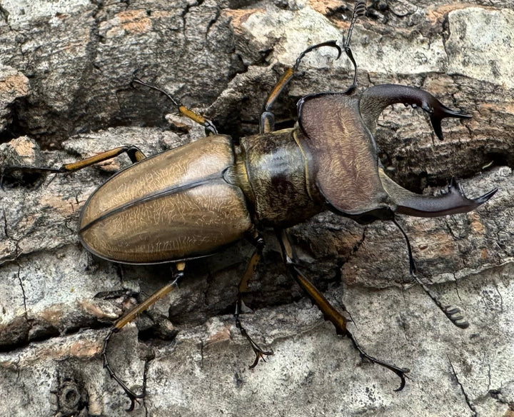 【WD】《デラバイミヤマ 46.5mm ペア》