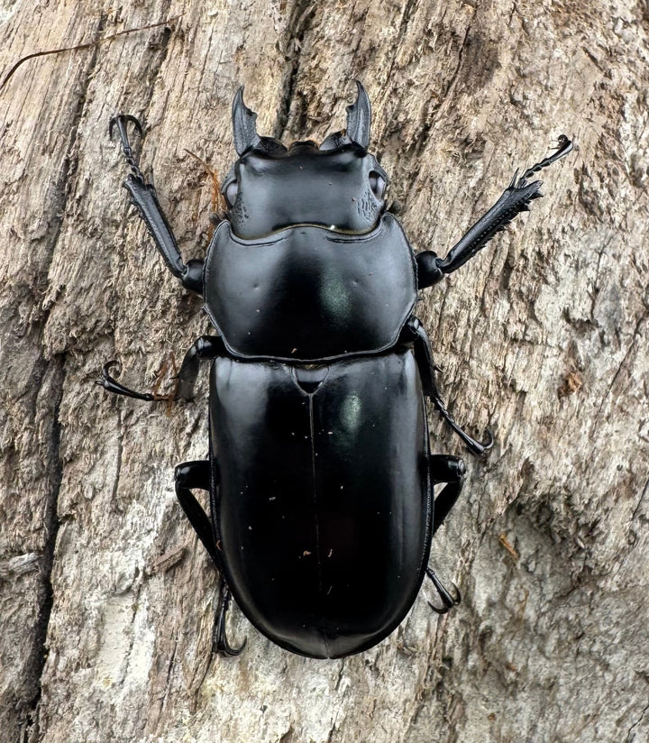 【WD】《ウエストウッディ亜種カズミアエ 雲南省産 54.5mm A’品ペア》