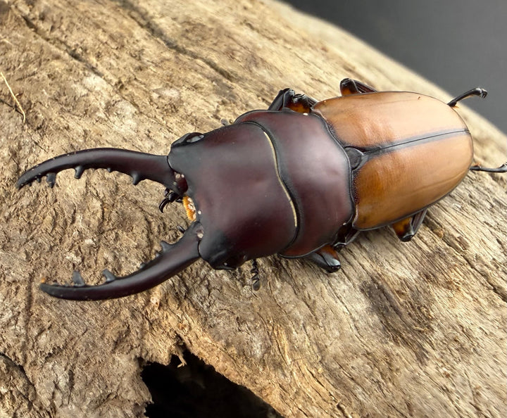 【WD】《ブルイジンノコギリ ペレン島産 40mm ペア》