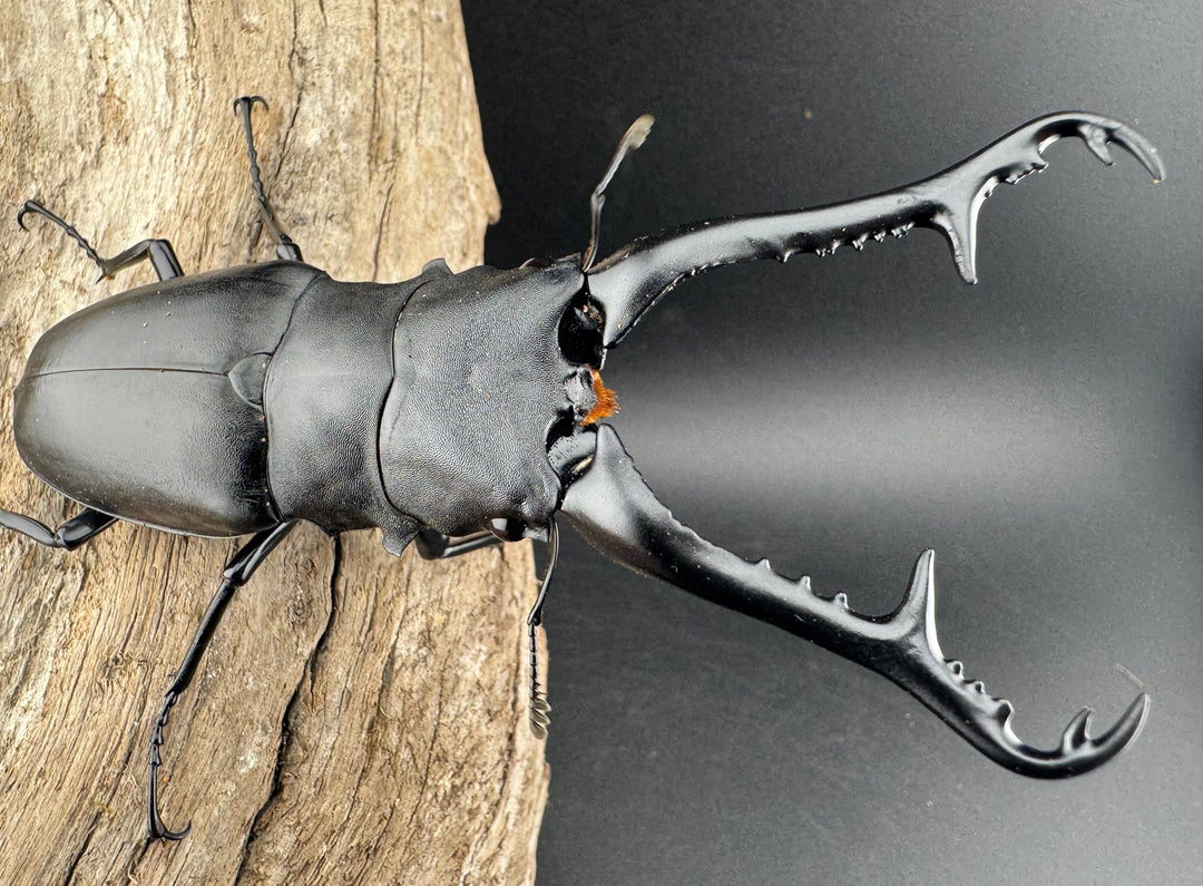 【WD】《 ギラファノコギリ亜種ケイスケ 107.5mm ペア》