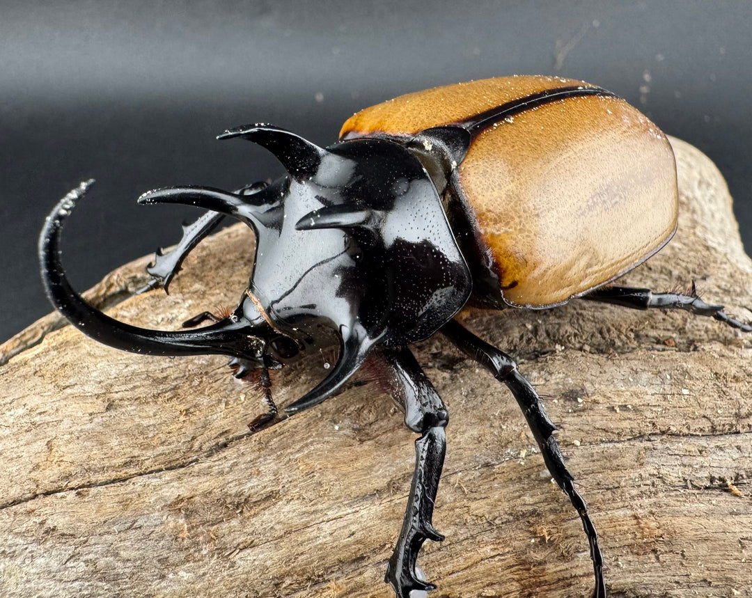 【WD】《ゴホンツノカブト原名亜種 ラオス産 73mm ペア》