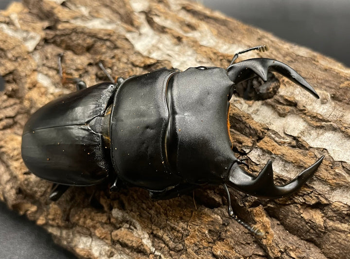 《インドグランディス亜種moriyai Garda95.0血統 77mm ペア》