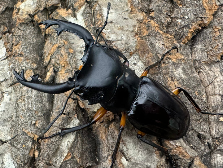 【WD】《インペリアリスツヤ亜種komorii 66mm A’品ペア》