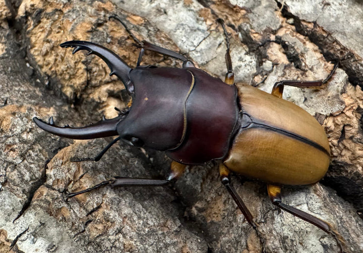 【WD】《ブルイジンノコギリクワガタ 40.5mm ペア》