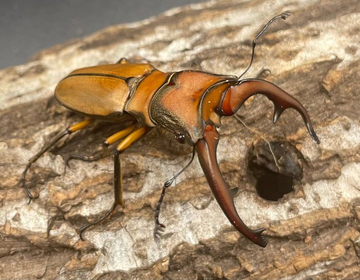 【WD】大型大歯《アラガールホソアカ 55mmUP ペア》