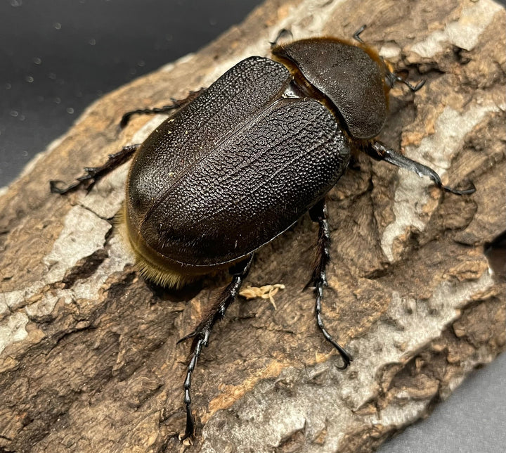 《ヘラクレス・ヘラクレス 126mm ペア》