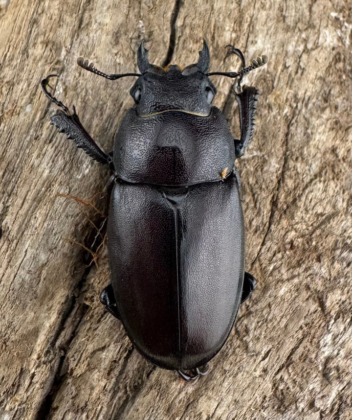 【WD】《ノコギリクワガタ 伊豆大島産 63mm ペア》