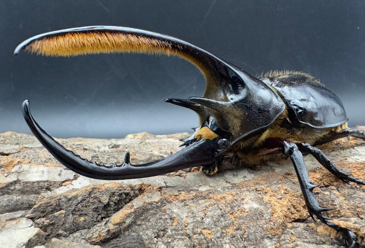 《ネプチューンオオカブト 132mm ペア》