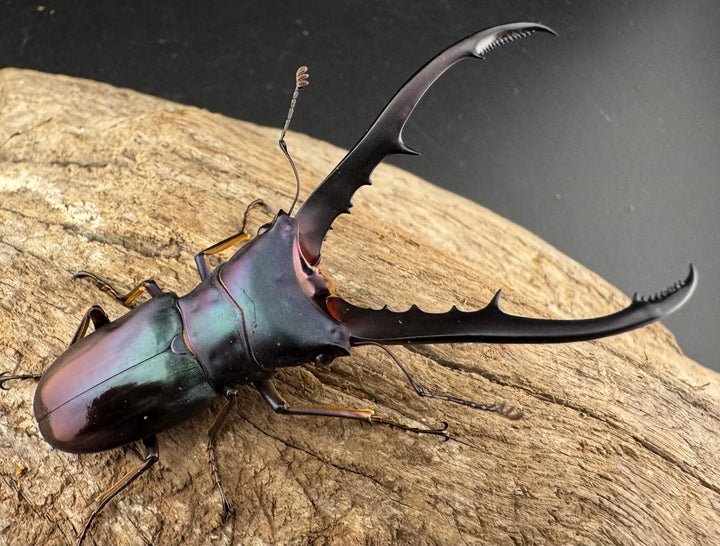 【美麗】《メタリフェルホソアカ亜種finae 65mm ペア》わたくわ氏ブリード個体