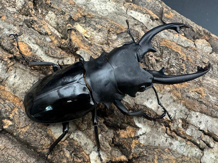 【WD】《インターメディアツヤクワガタ 86mm ペア》