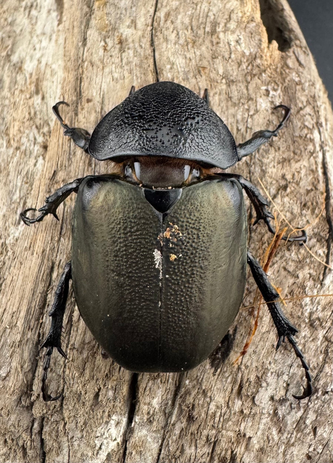 【WD】《アトラスオオカブト スマトラ島産 84mm ペア》