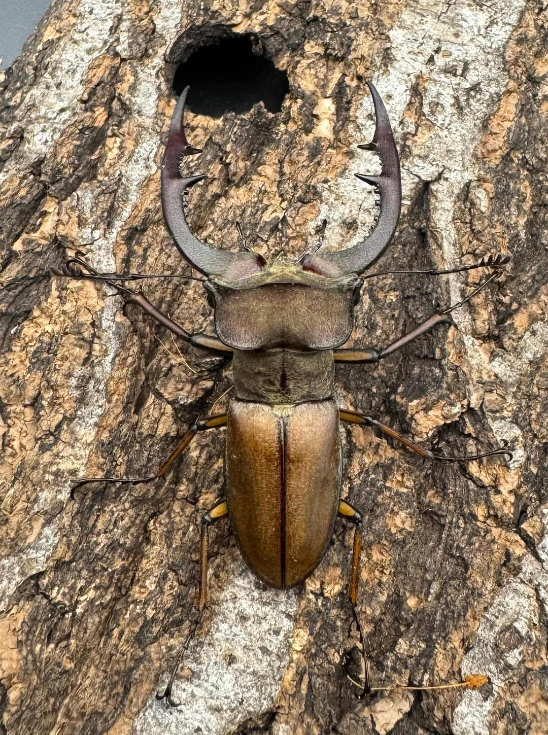 【WD】《フォルモサスミヤマクワガタ 52mm ペア》