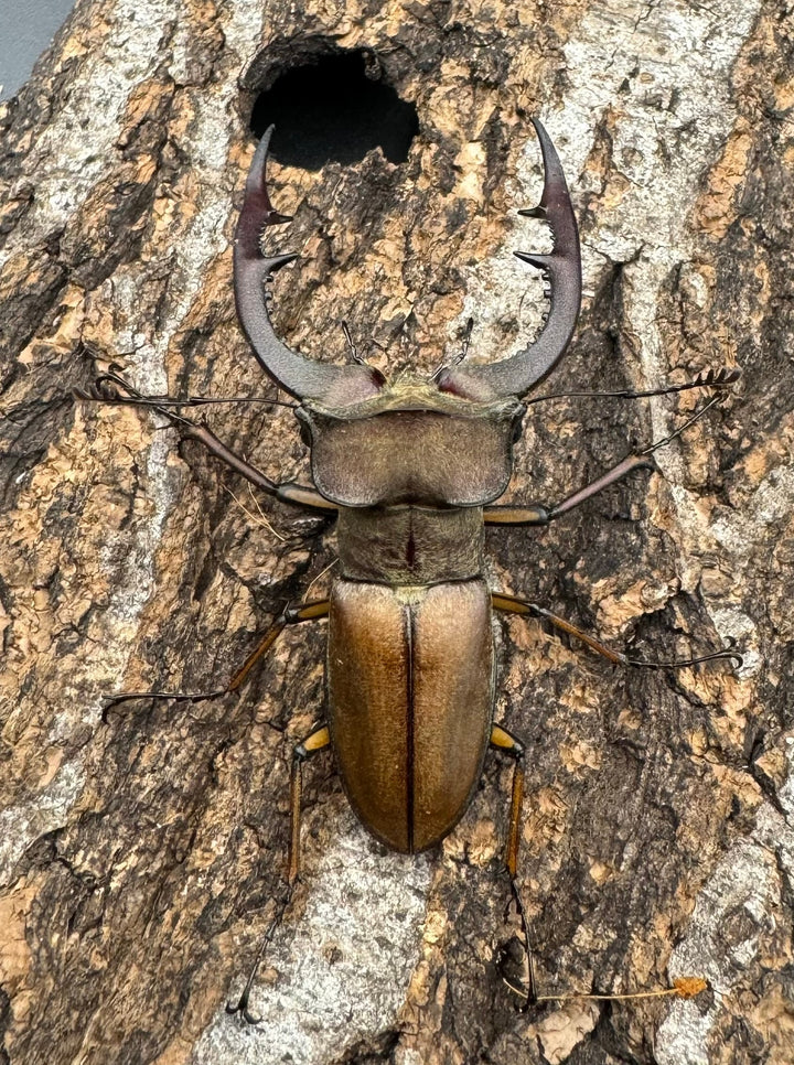 【WD】《フォルモサスミヤマクワガタ 52mm ペア》