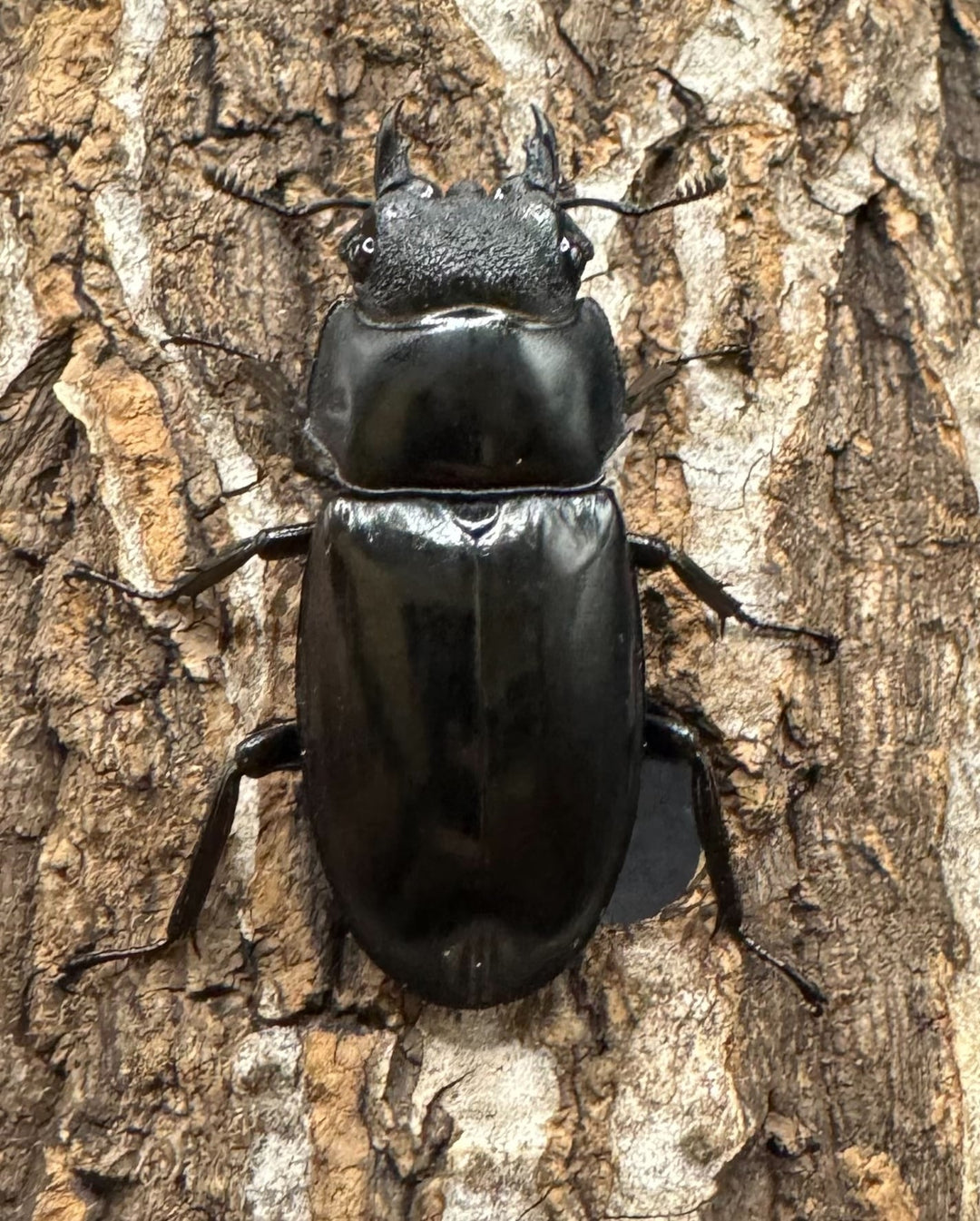 【WD】《セアカフタマタ（パリーフタマタ） 83mm ペア》