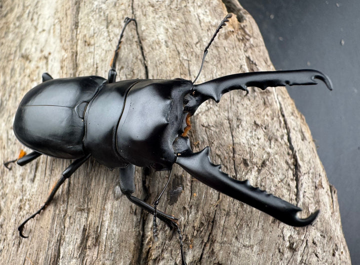 【WF2】《ゲルツルードノコギリクワガタ 58mm ペア》